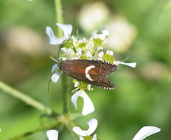 Grapholita lunulana