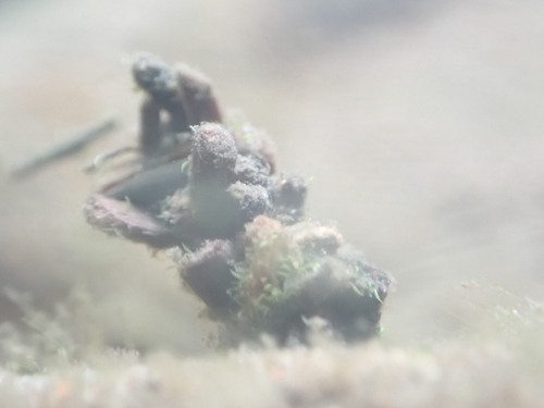 iNaturalist observation photo of Caddisflies