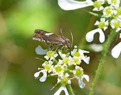 Grapholita lunulana