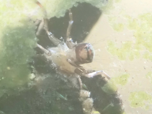 iNaturalist observation photo of Caddisflies