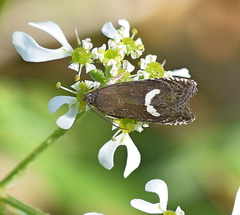 Grapholita lunulana