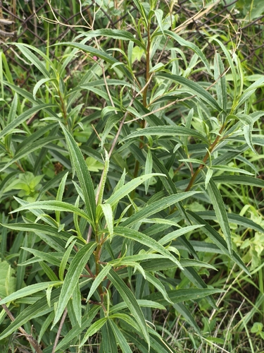 Barkleyanthus salicifolius, 2026-06-06