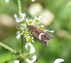 Grapholita lunulana