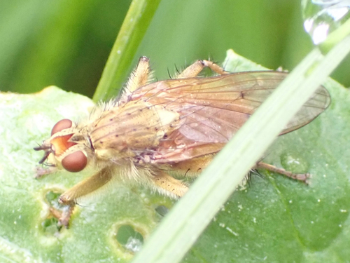 iNaturalist observation photo of Golden Dung Fly