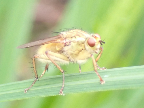 iNaturalist observation photo of Golden Dung Fly