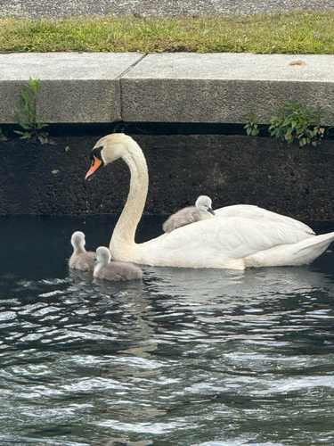 iNaturalist image
