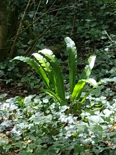 Hart's-tongue fern