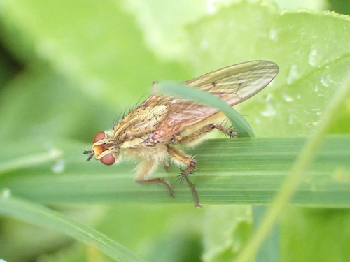 iNaturalist observation photo of Golden Dung Fly