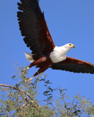 iNaturalist image
