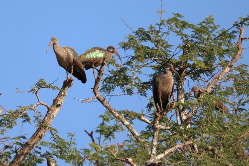 iNaturalist image