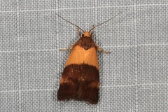 Echinobasis halata