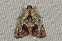 Enchesphora recurvalis