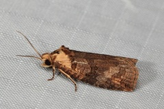 Cryptoptila immersana