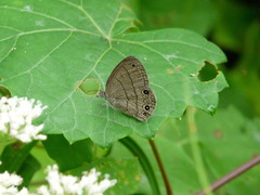 Hermeuptychia sosybius