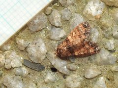 Chlumetia transversa
