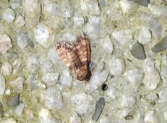 Chlumetia transversa