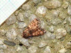 Chlumetia transversa