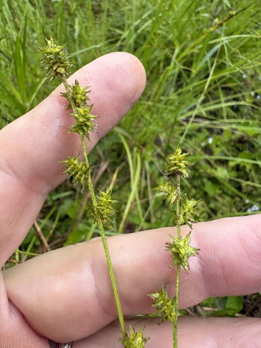 Carex atlantica, 2026-06-05
