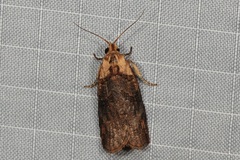 Cryptoptila immersana