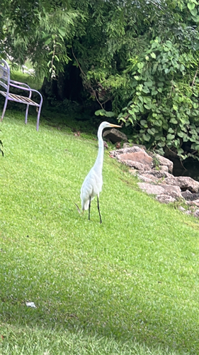 iNaturalist image