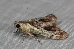 Enchesphora recurvalis