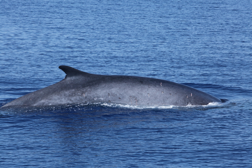 Fin whale surfacing in deep blue water