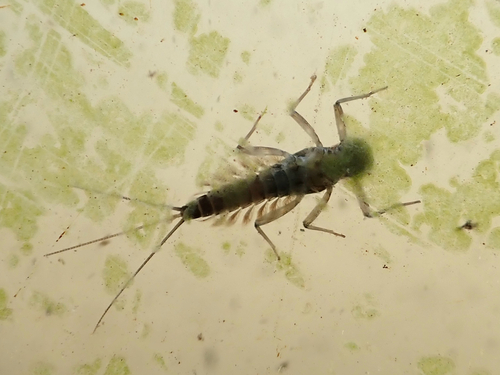 iNaturalist observation photo of Mayflies