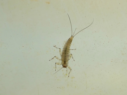 iNaturalist observation photo of Mayflies