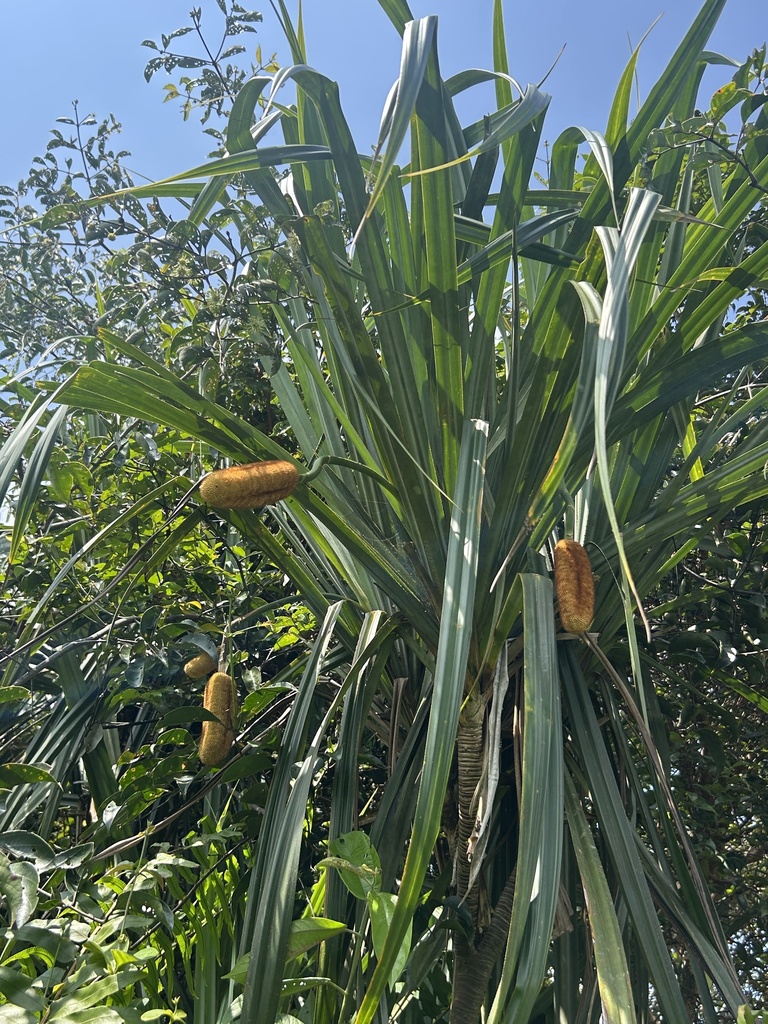Pandanus yvanii (Pandanus yvanii)