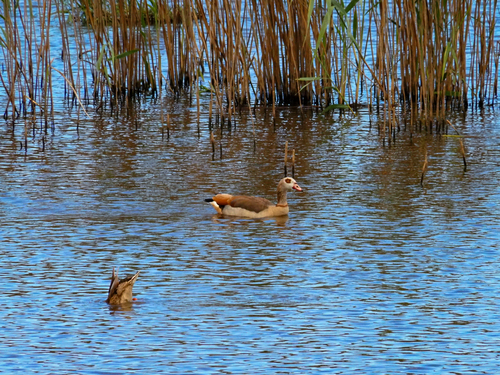 iNaturalist: (c) Guilherme Silva, some rights reserved (CC BY-NC), uploaded by Guilherme Silva iNaturalist image