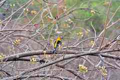 Pheucticus chrysopeplus