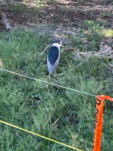 iNaturalist image