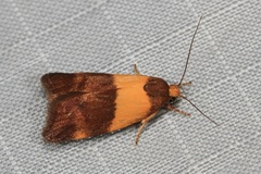 Echinobasis halata