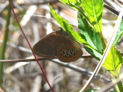 Neonympha areolatus