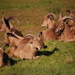 Aoudad - Photo (c) Renee Artigues, some rights reserved (CC BY-NC)