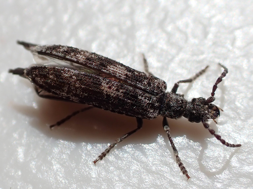 iNaturalist observation photo of Priacma bleach beetle