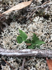 Pterostylis daintreana