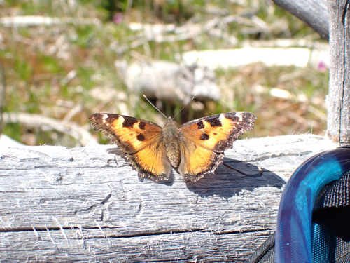 iNaturalist observation photo of California Tortoiseshell