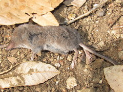 Sorex ornatus