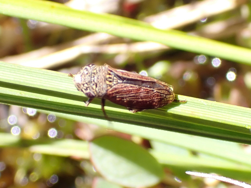 iNaturalist observation photo of Cuerna
