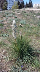 Asphodeline taurica
