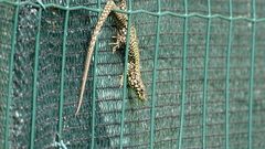 Podarcis muralis