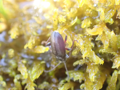 iNaturalist observation photo of Cucujiform Beetles