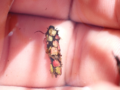iNaturalist observation photo of Caddisflies