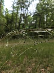 Piptochaetium avenaceum