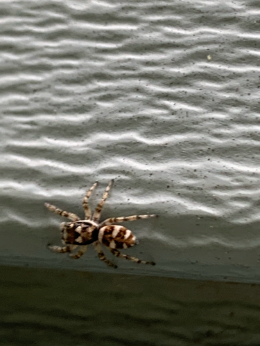 Zebra Jumping Spider