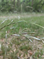 Piptochaetium avenaceum