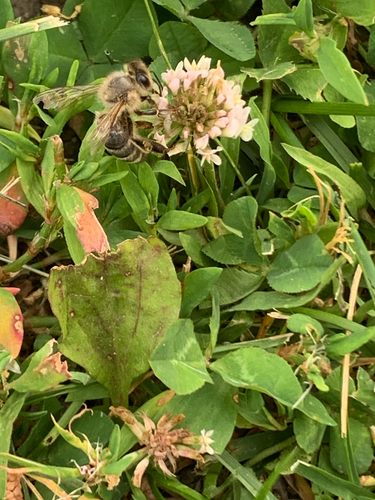 Bee