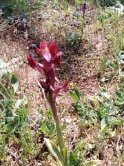 Anacamptis papilionacea papilionacea