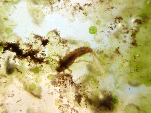 iNaturalist observation photo of Mayflies